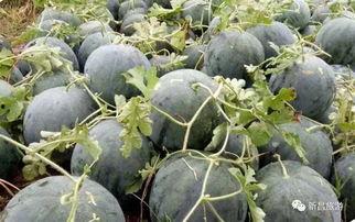 新昌吃瓜事件,一场网络舆论的风暴与反思