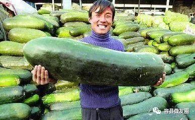 不会说话吃瓜,揭秘网络沉默者的趣味世界