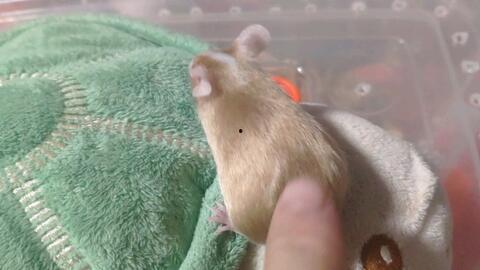 老鼠上街吃瓜,老鼠上街吃瓜，揭秘城市生态新现象