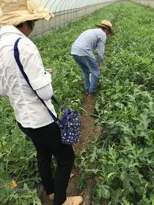 新平湖吃瓜群众视频