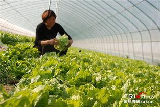 兰考红庙吃瓜,夏日吃瓜盛宴，感受乡村风情