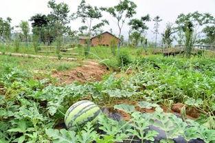 穗子吃瓜社,揭秘娱乐圈幕后故事