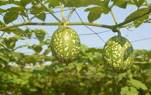 吊瓜软了可以吃吗怎么吃,美味食用指南