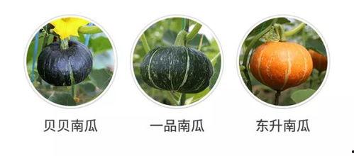 哪里有好的瓜吃