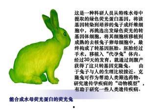 吃荧光瓜兔子图片,奇妙的夜光美食之旅