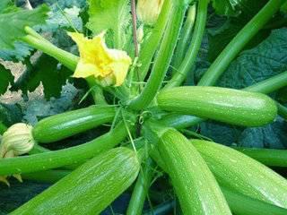 大明子吃瓜小号