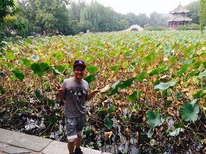 保定上古大观吃瓜,一场别开生面的吃瓜盛宴