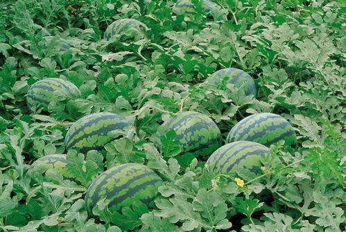 刺刺吃瓜书亦,揭秘娱乐圈背后的秘密与真相