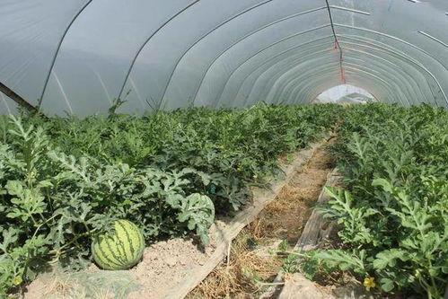 瓜姐带你吃曲靖,跟随瓜姐的脚步，解锁地方特色风味