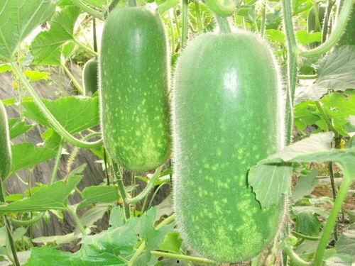 大白牙闲置吃瓜