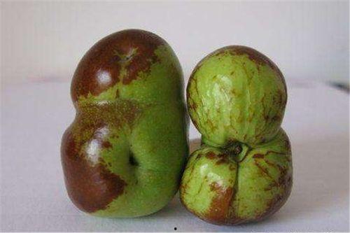 枣院吃瓜,揭秘校园里的那些“瓜”事