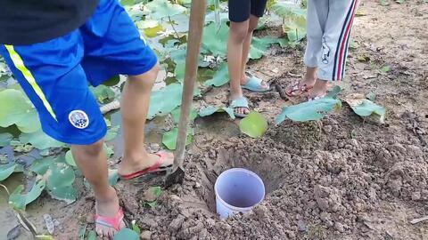 asmr吃变异瓜,一场感官盛宴的奇幻之旅