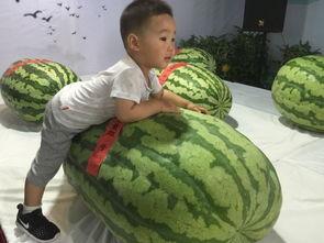 滨海吃瓜群众事件,揭秘网络舆论的风暴与反思  第3张