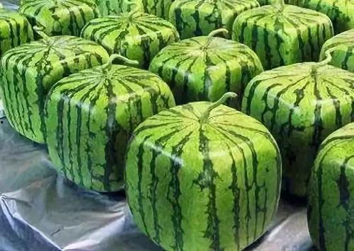 黑科吃瓜总站  第2张