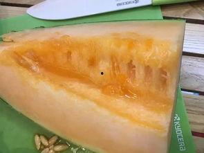 哈密瓜新疆内地人吃瓜,内地人眼中的甜蜜诱惑