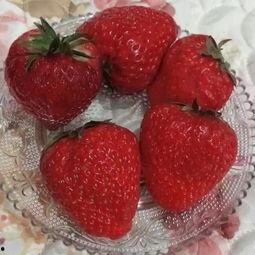 lily喜欢吃瓜  第2张