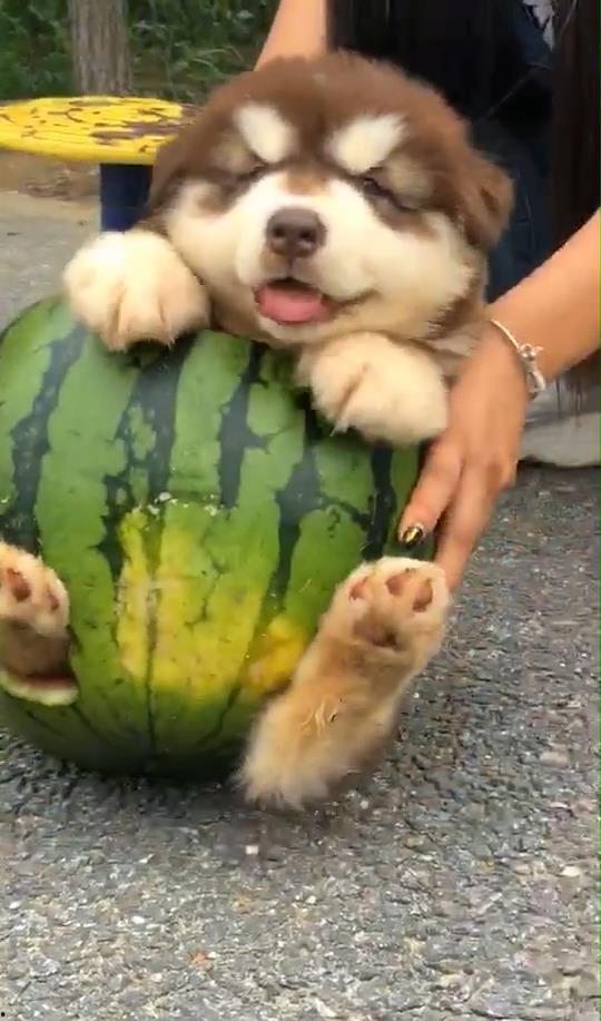 小瓜怎么给狗吃,科学喂养，让爱犬健康快乐成长  第2张