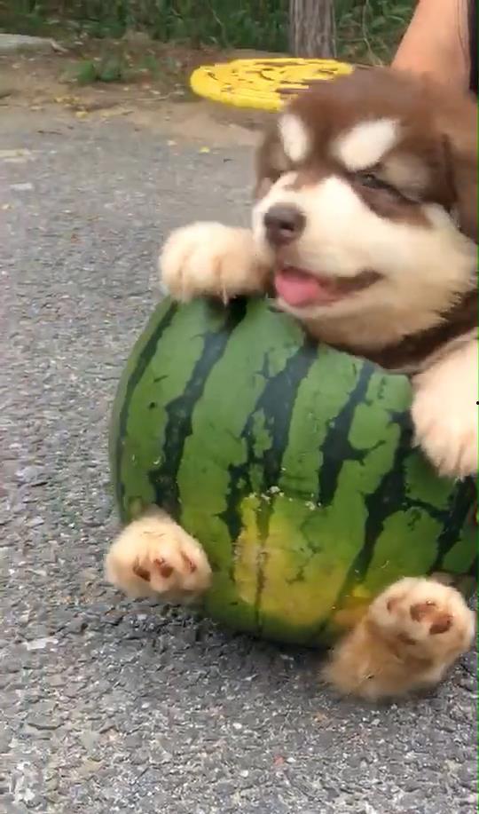 小瓜怎么给狗吃,科学喂养，让爱犬健康快乐成长  第3张