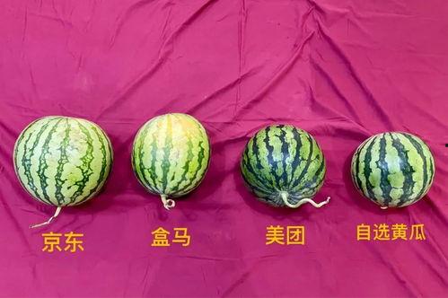 最新成都吃瓜,最新“吃瓜”事件揭秘