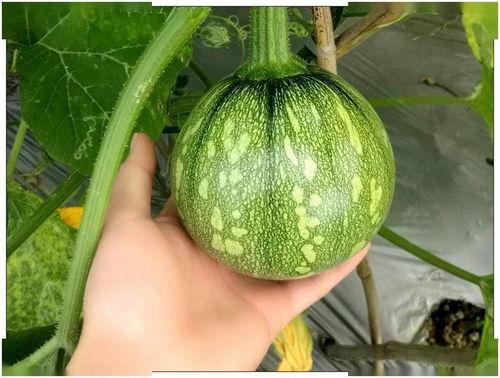 小cc吃瓜,揭秘娱乐圈那些不为人知的幕后故事