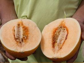 吃瓜吗 这瓜超甜的,这瓜为何如此诱人，一尝倾心  第2张