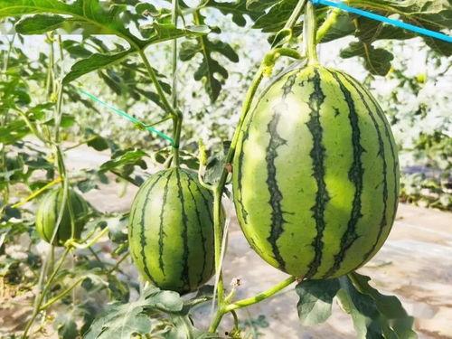 吃瓜吗 这瓜超甜的,这瓜为何如此诱人，一尝倾心  第3张