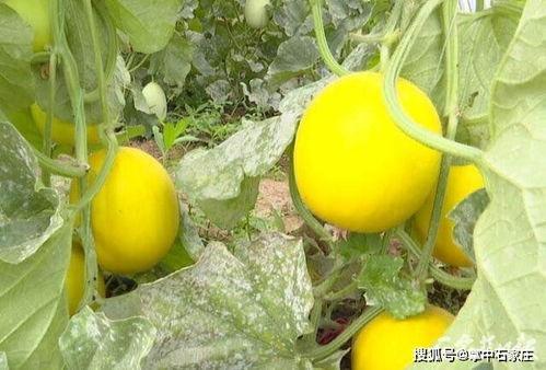 鹿泉女婿吃瓜,揭秘背后真相与网络舆论风暴  第2张