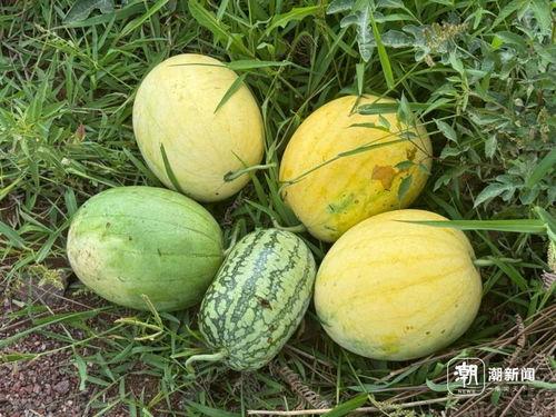 吃瓜的种子能吃吗,揭秘能否食用的秘密  第3张