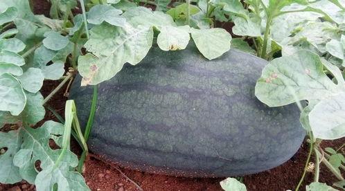 广西横县吃瓜,探寻广西横县特色吃瓜之旅  第2张