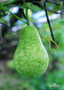 肠炎可以吃蛇瓜,天然食疗新选择