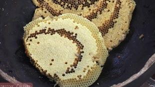 蜜蜂会吃瓜  第2张