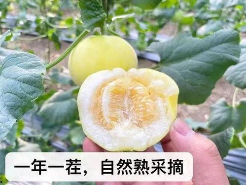 蜜蜂会吃瓜  第3张