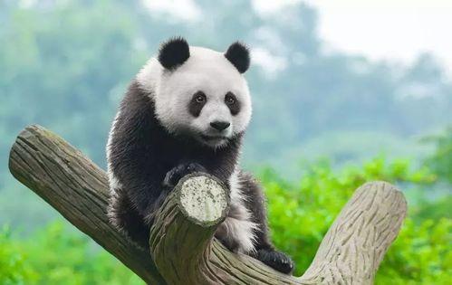 吃瓜熊猫福云,吃瓜界的甜蜜萌宠  第2张