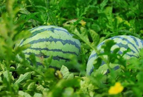 718吃瓜吧  第3张