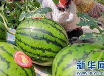 郑州吃瓜文化传播,揭秘城市里的“瓜田”盛景  第2张