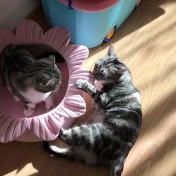 他喵吃瓜视频,揭秘“他喵吃瓜”视频背后的热门话题与娱乐焦点  第2张