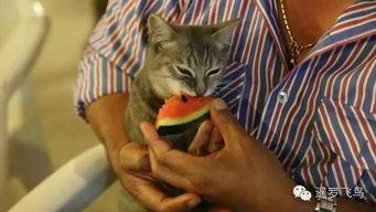 他喵吃瓜视频,揭秘“他喵吃瓜”视频背后的热门话题与娱乐焦点  第3张