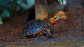 成年乌龟吃瓜视频,一场别开生面的吃瓜盛宴