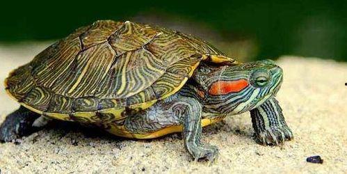 成年乌龟吃瓜视频,一场别开生面的吃瓜盛宴  第2张