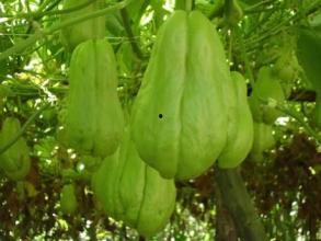 吃完佛手瓜可以吃提子吗,同餐共食的搭配建议  第3张