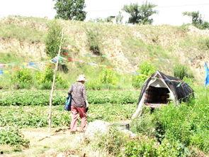 榆林市吃瓜,瓜果飘香，品味民俗风情