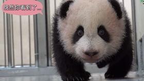 吃瓜的小熊熊,揭秘娱乐圈那些事儿  第3张