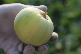 小瓜的籽可以吃吗,美味可口的天然零食探索  第2张