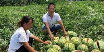 高密吃瓜事件  第3张