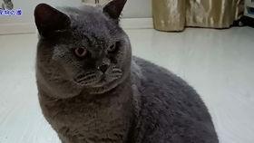 胖猫事件吃瓜吗,网络热议背后的真相与反思  第3张