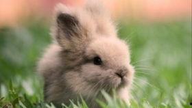 兔子吃黄色瓜,兔子偏爱黄色瓜果的奇妙食趣  第2张