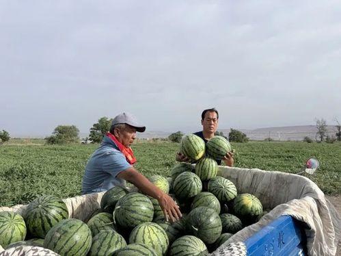 林州最新吃瓜  第2张