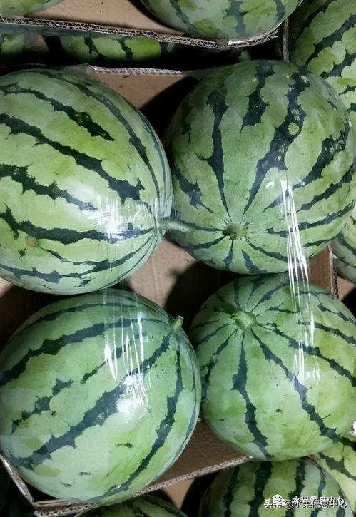 这瓜吃的2021,瓜界风云录  第2张