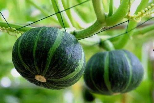 南麻吃瓜,揭秘网络热点的背后故事  第2张