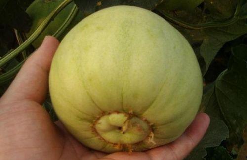 甜瓜种植大瓜吃小瓜,大瓜丰收，小瓜共享的种植智慧  第2张